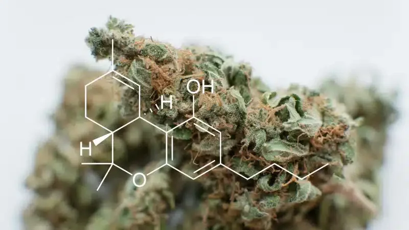 THCP, the Most Potent Cannabinoid Ever Known - Pevgrow